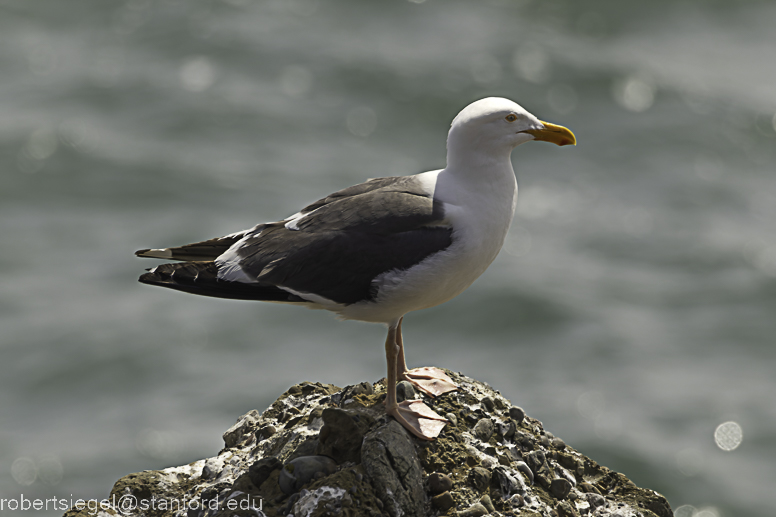 pigeon point